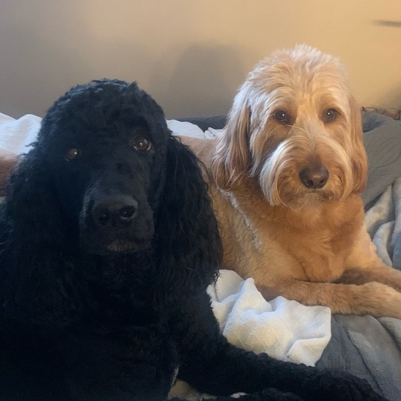 Meet your Posher, Sherrie - Picture 1 of 1